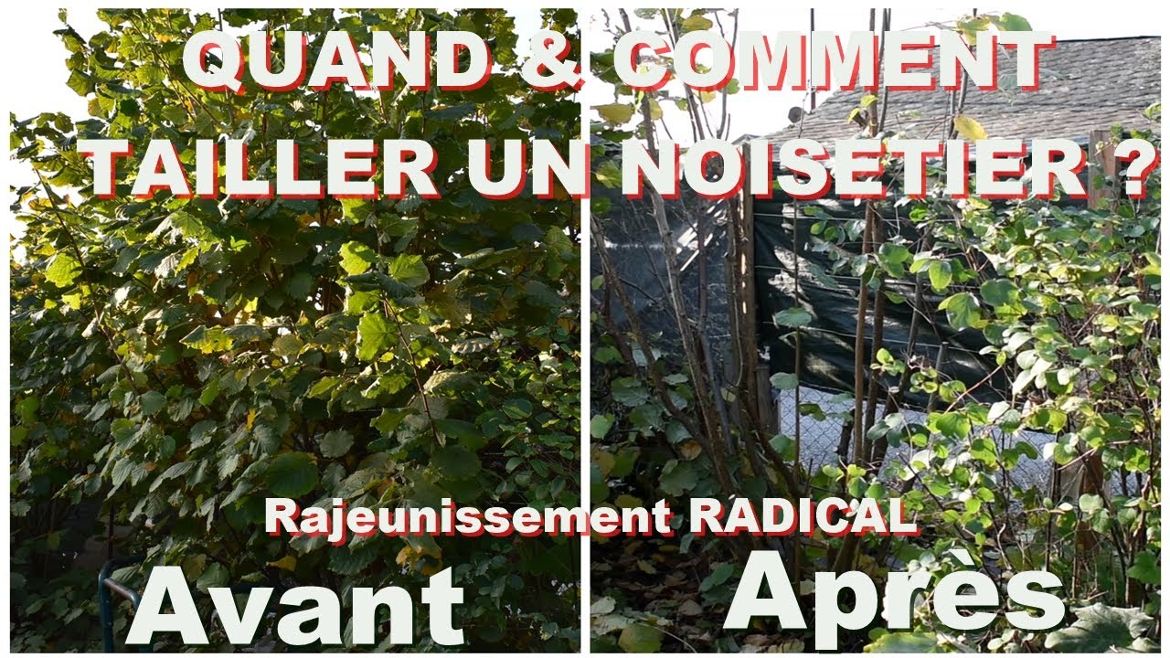 Quand et comment tailler un noisetier? Entretien et Rajeunissement