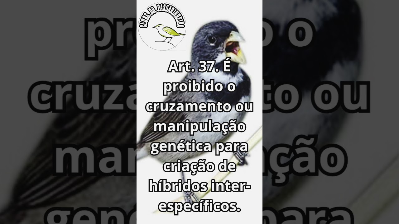 ART.37 sobre h&iacute;bridos sispass #shorts