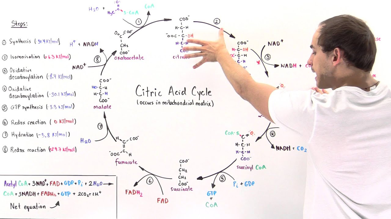 Overview of Citric Acid Cycle