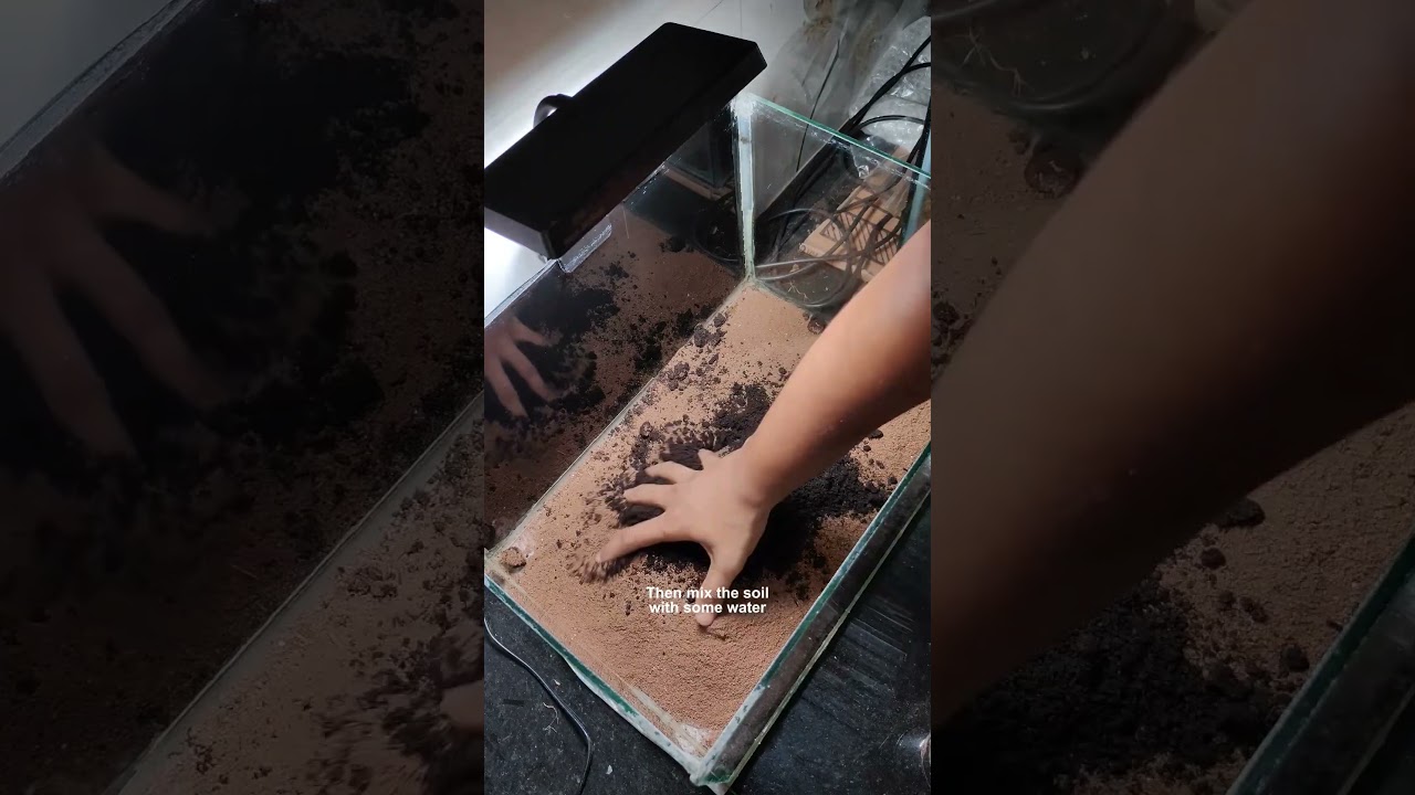 planting the last tank in my Kitchen fishroom 🌿 #aquarium #aquascape #plants #fish #fishtank