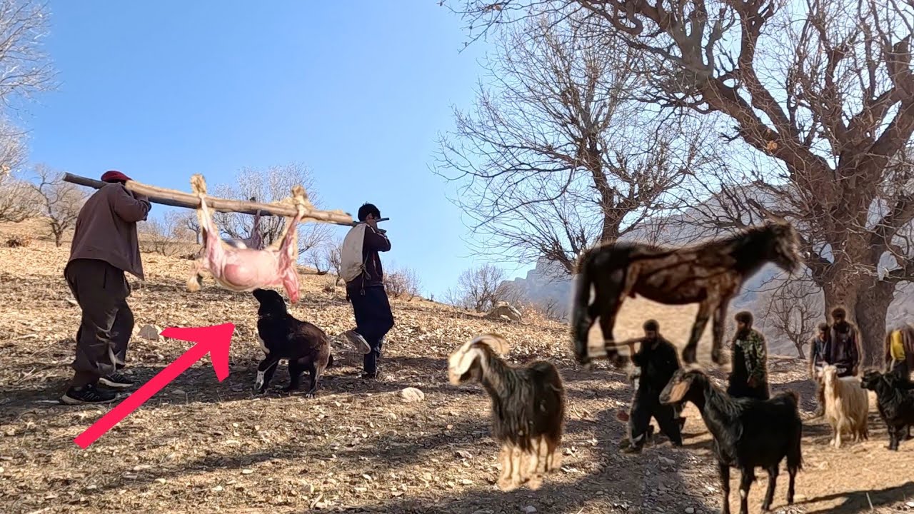 Goats Fell from the Mountain &ndash; Villagers Gather for a Traditional Feast