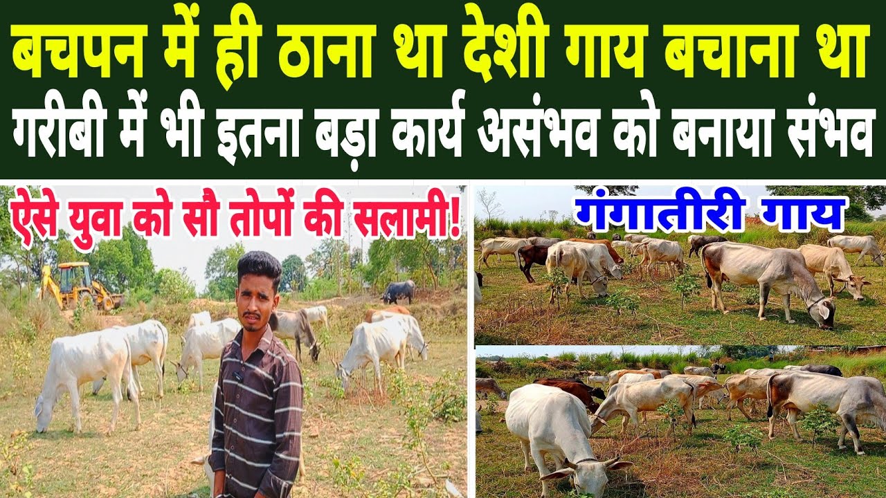 गंगातीरी:-युवा ने ठाना है देशी गाय बचाना है || gangatiri cow || desi cow up bihar || top desi gay