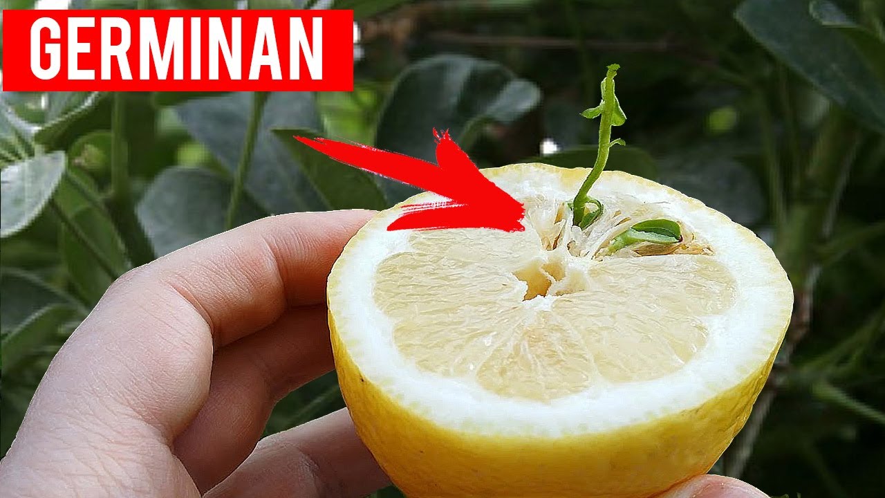 Cómo germinar semillas de limón - Nunca falla -