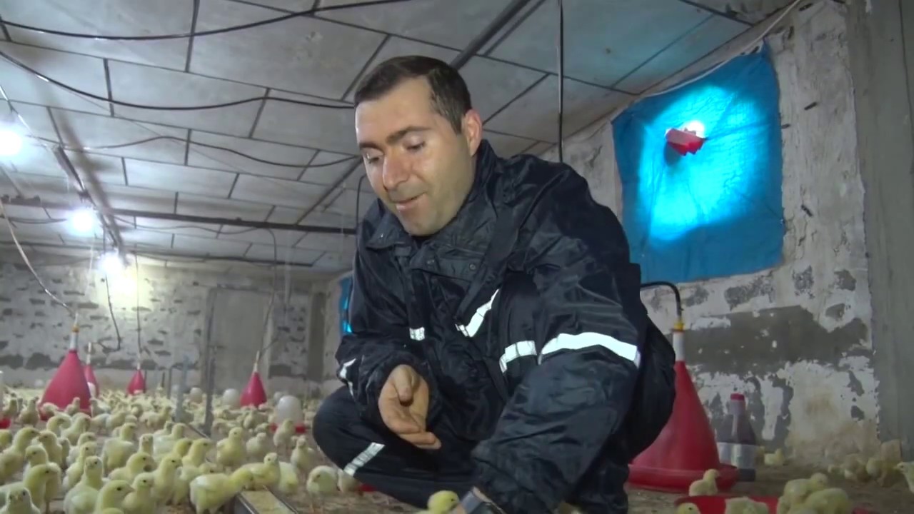 Using Organic cleaning BSR in poultry field بەکار هێنانی پاکەرەی ئۆرگانی BSR بۆ کێڵگەی پەلەوەر
