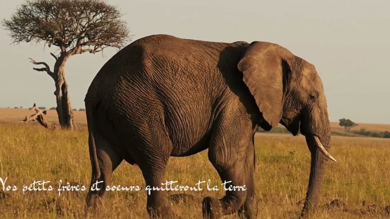 ANGE DE L ANIMAL