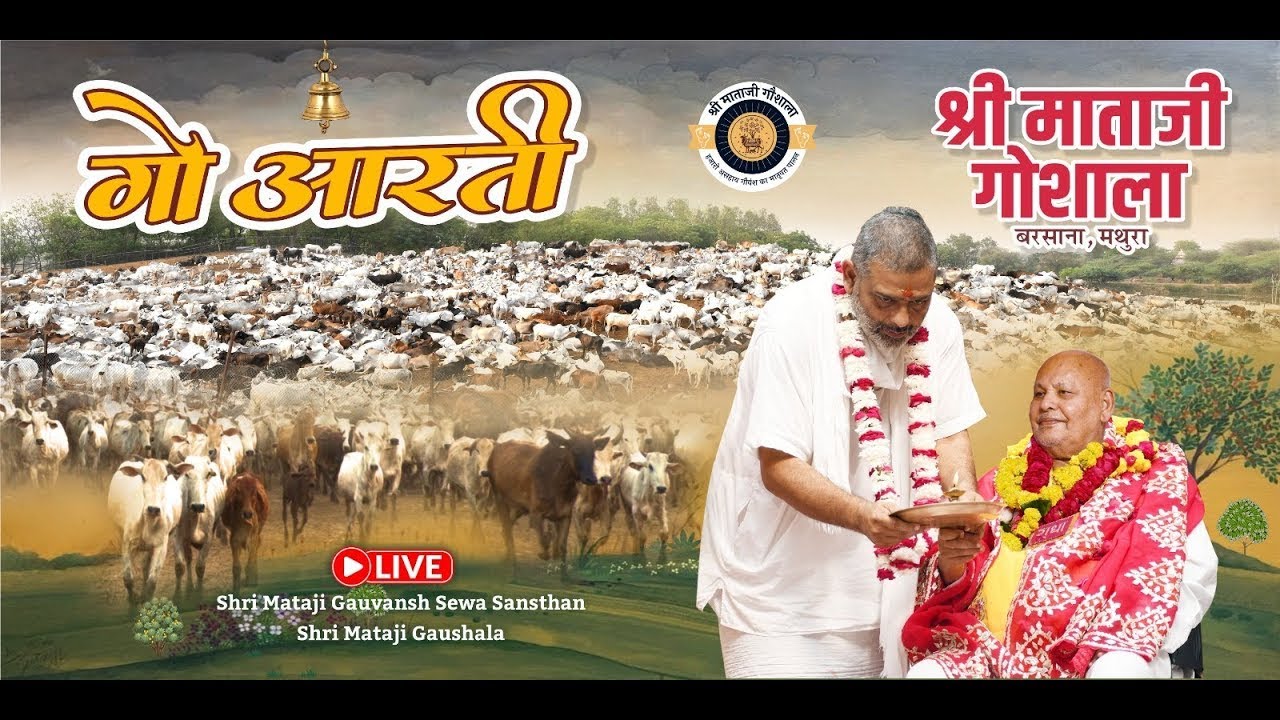 LIVE.  गौ आरती,  श्री माताजी गौशाला,  #barsana