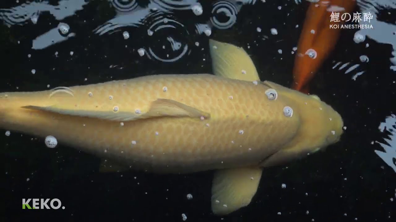 KOI MONSTER 1 METER | Kolam Koi BASECAMP Resto Cipayung | Kunjungan (11)
