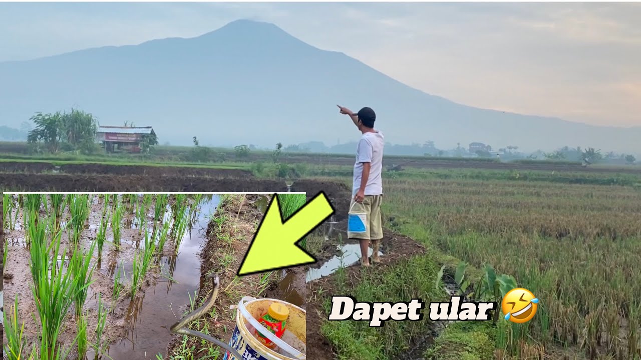 Mancing belut dilereng gunung slamet dapet banyak dan malah dapat ular juga hihihi alhamdulilah