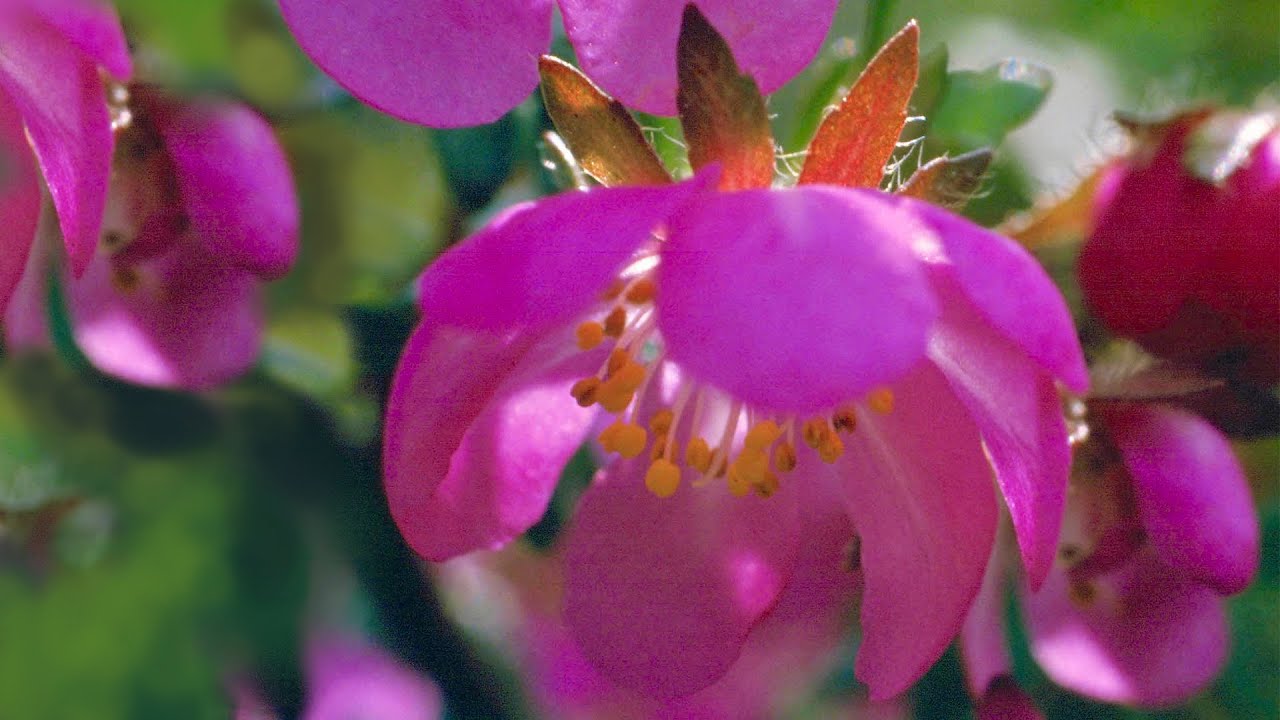 DOG ROSE