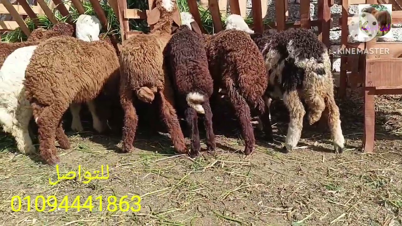 اغنام رحماني وبسعر خيالي من داخل مزرعة الحج محمد جنيدي 