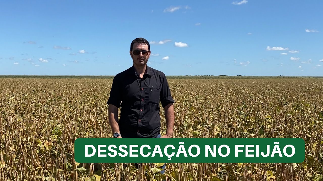Dessecação no feijão | Lavoura de feijão
