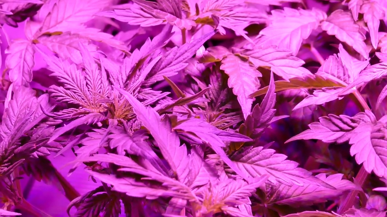 Apollo 8 LED Autoflower Grow - Trailer