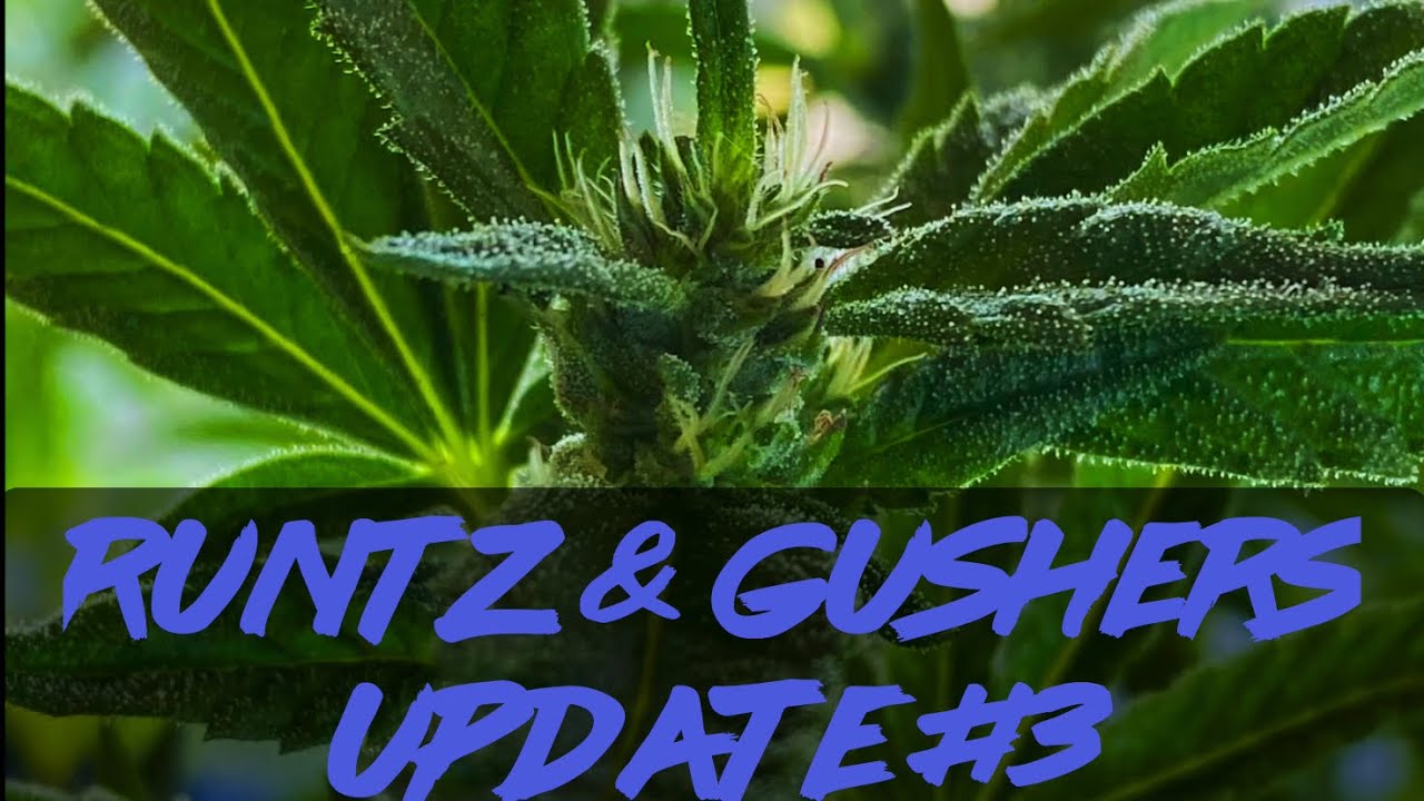 Matty Grows | The Outdoor Grow | Gushers & Runtz | Update #3 | #Runtz #Gushers #PurpleCityGenetics