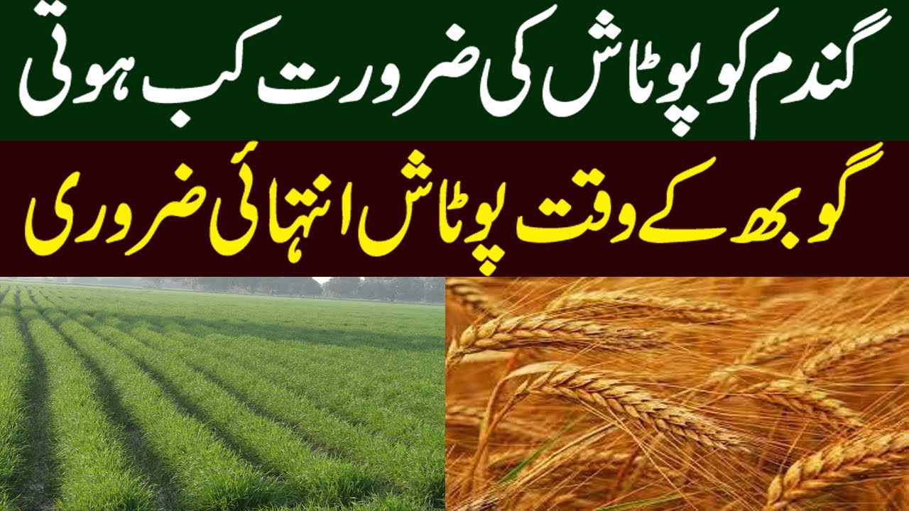 Best Use of Potash in Wheat | گندم کی فصل میں پوٹاش کا موثر استعمال