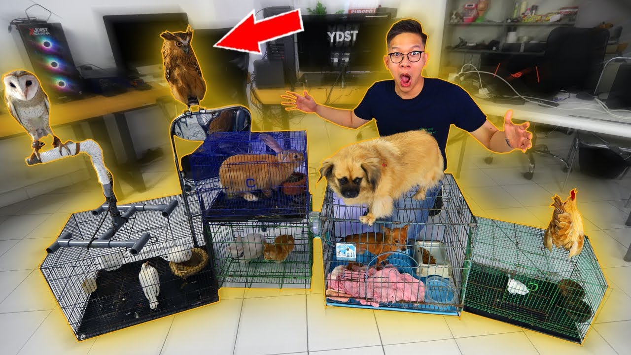 MY OFFICE TURNED INTO A ZOO!!