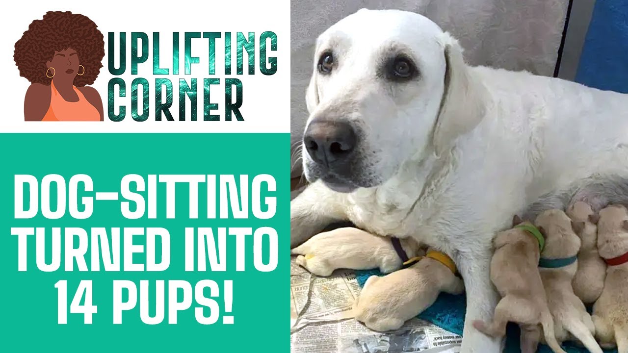 Dog-Sitting… Then 14 Puppies Arrived?! 😳