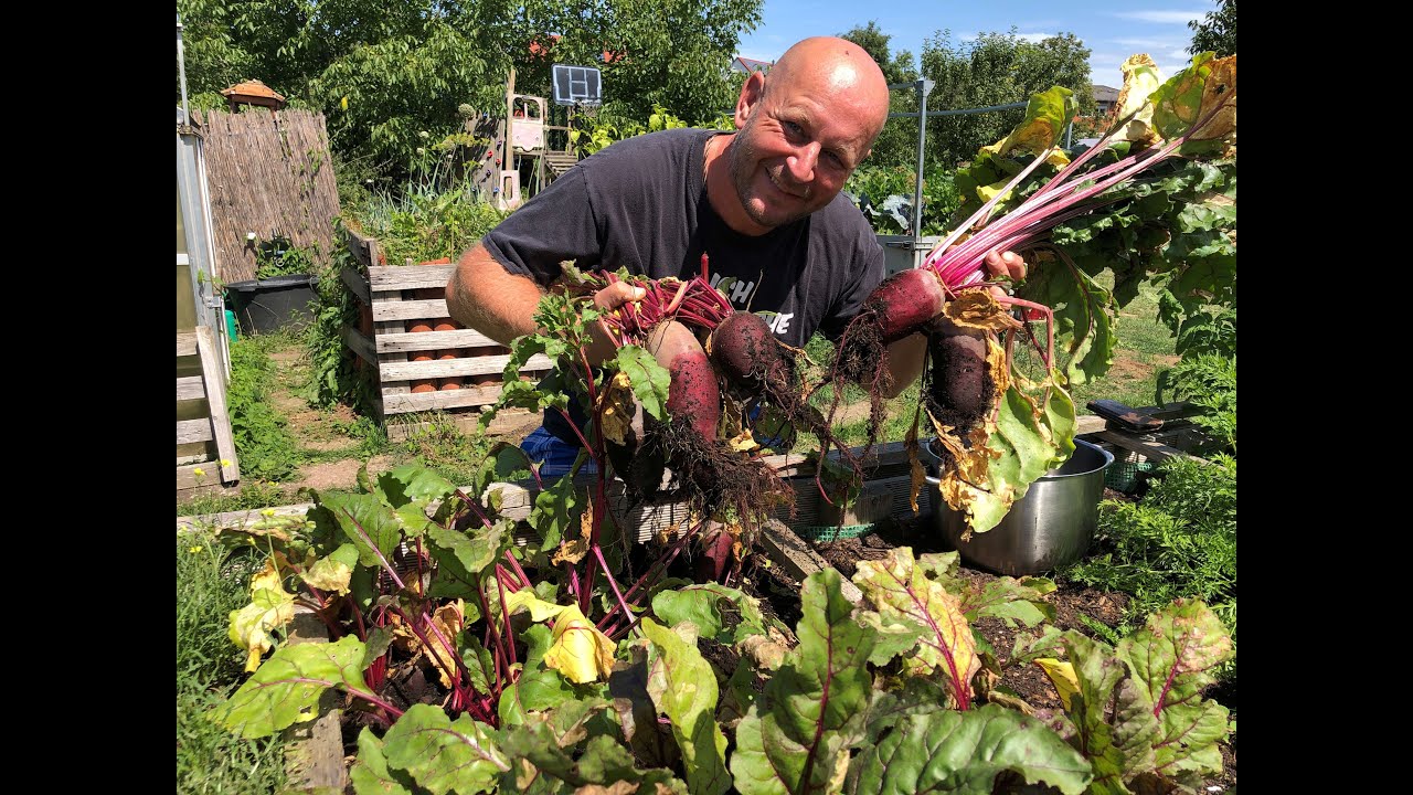 Rote Beete Ernten und einmachen