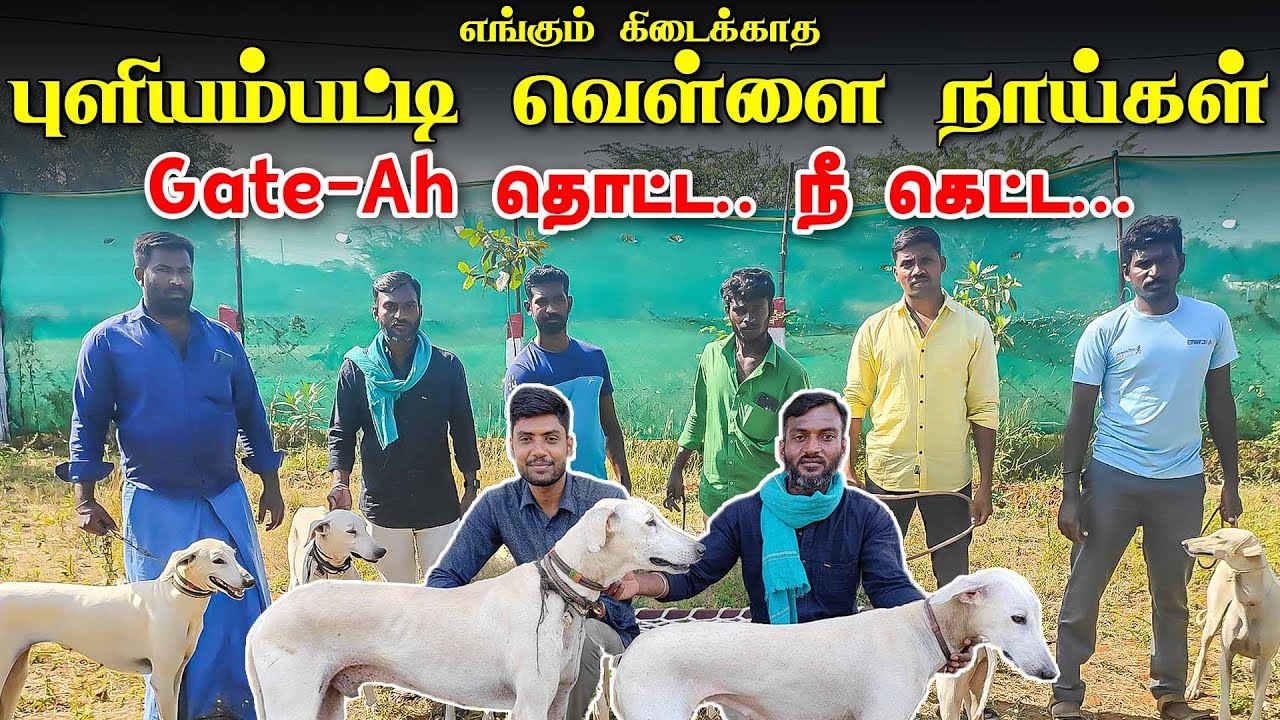பாசத்திற்கும் காவலுக்கும் கெட்டிக்காரன் | TN Native Breed Chippiparai Mayilai 