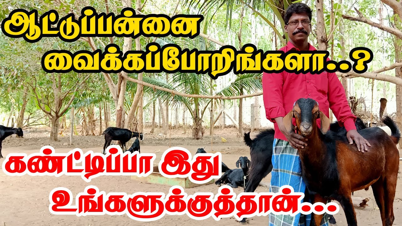 புதிய பண்ணையாளர்கள் பார்க்க வேண்டிய பதிவு | succesfull goat farming | ஆடு வளர்ப்பு | VillageTamizhan