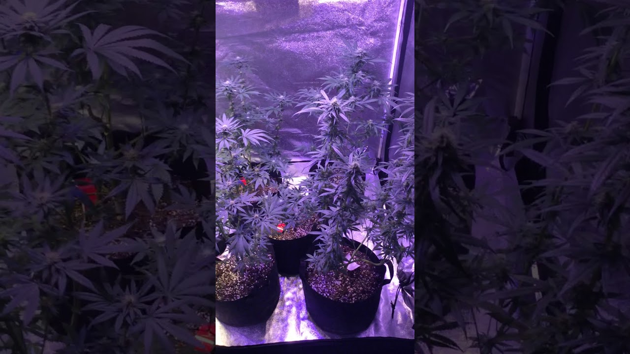 18+ 33 days in flower