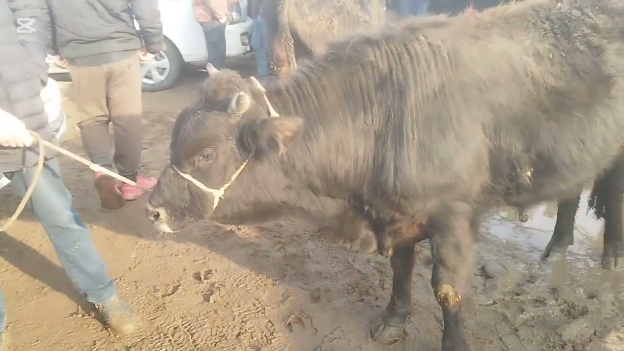 МОЛБОЗОРИ УЯЛИ БОЗОРИ 🐄🐃🐑🐏🐂🐐08.02.2026