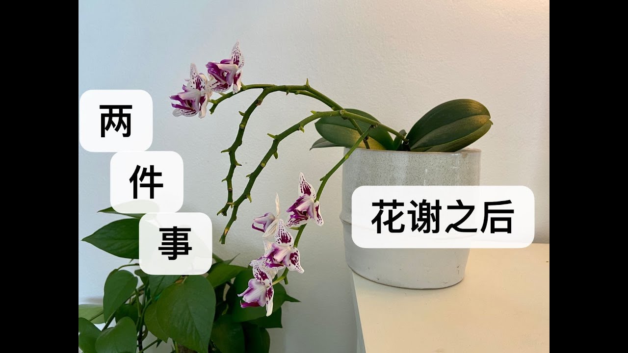 【21045】蝴蝶兰花谢之后，需要做的两件事儿  // 静姐说花603
