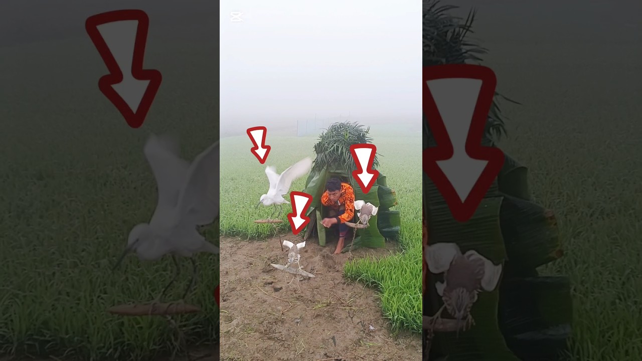 This Little Bird Has a Story to Tell 🐦