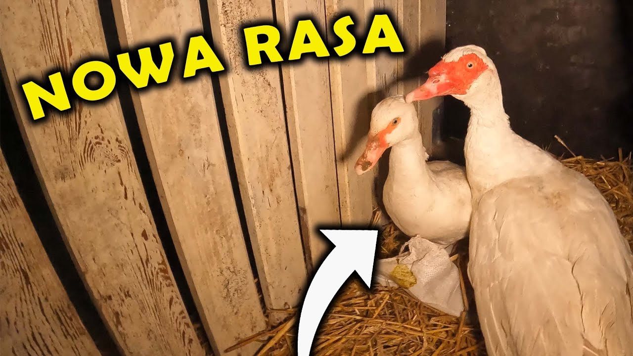 KUPIŁEM NOWĄ KACZKĘ !!! *Kaczor dla Gęsi* - Vlog