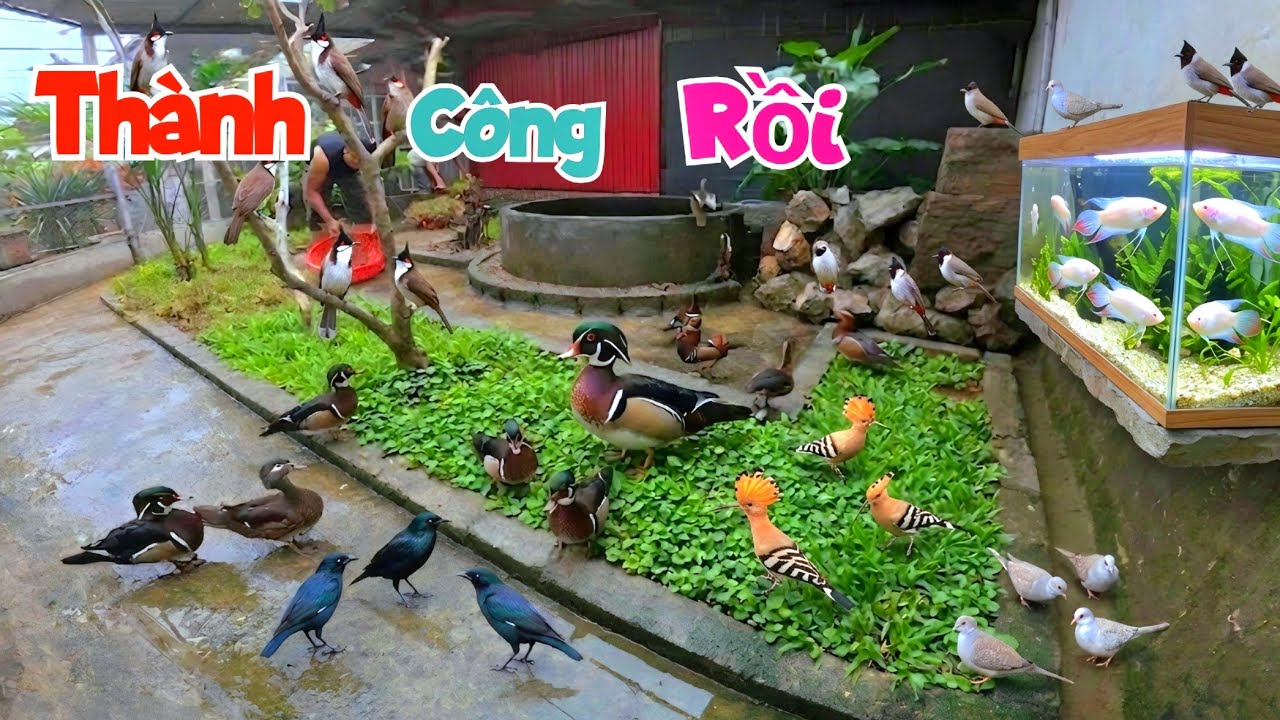 Tin Vui Cá Cờ Bạch Tạng Đã Nở Và Trồng Thêm Cỏ Vào Avi Đã Xong / Quế Nghịch