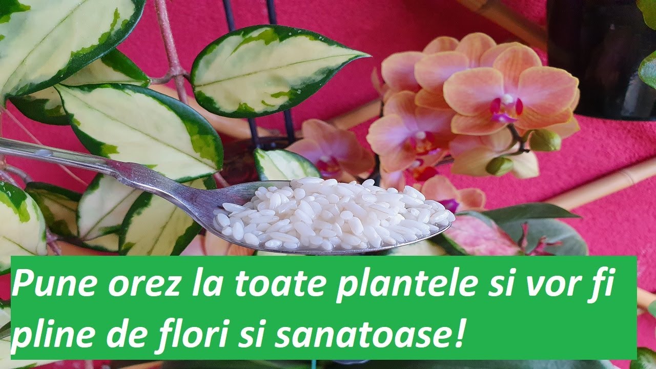 Pune orez la toate plantele si vor fi pline de flori si sanatoase!