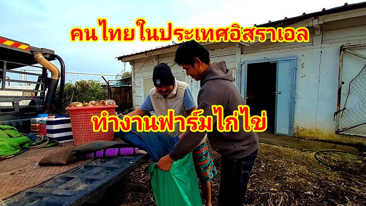 คนไทยทำงานฟาร์มไก่ไข่ที่ประเทศอิสราเอล