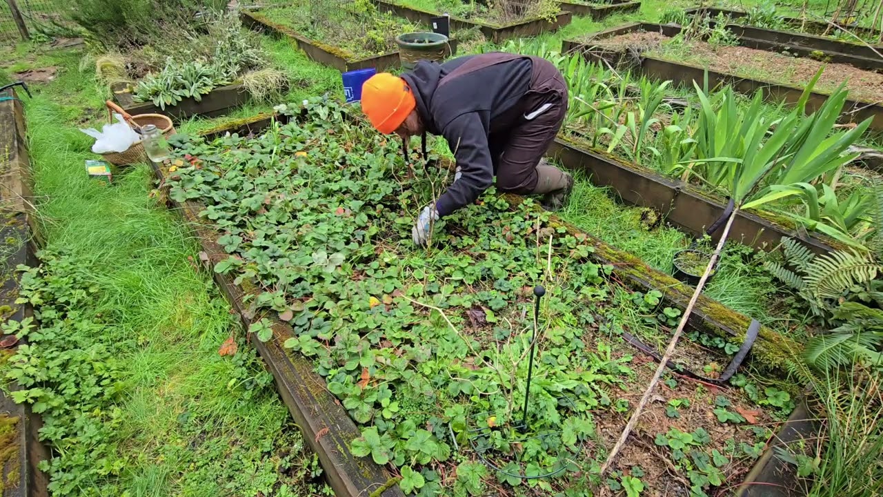 PACIFIC NORTHWEST VIBES - Weeding Strawberry bed
