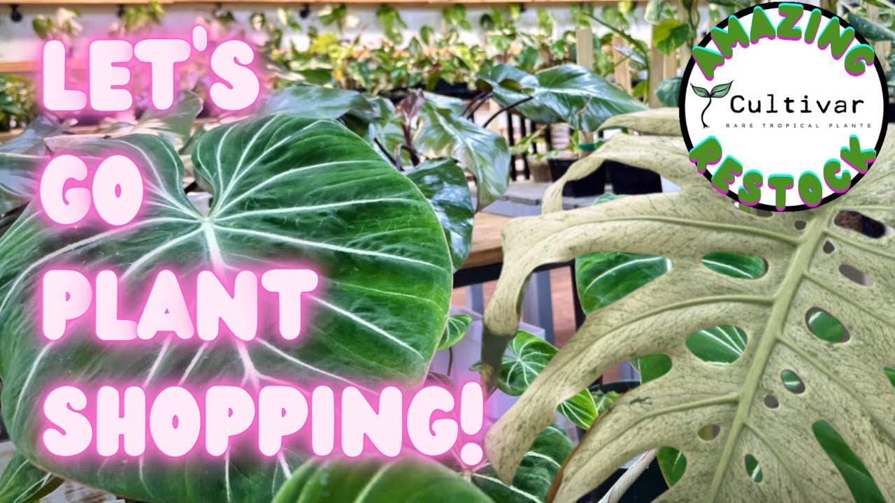 SOO MANY Variegated Plants at Cultivar | Relaxing Plant Shopping in HTX