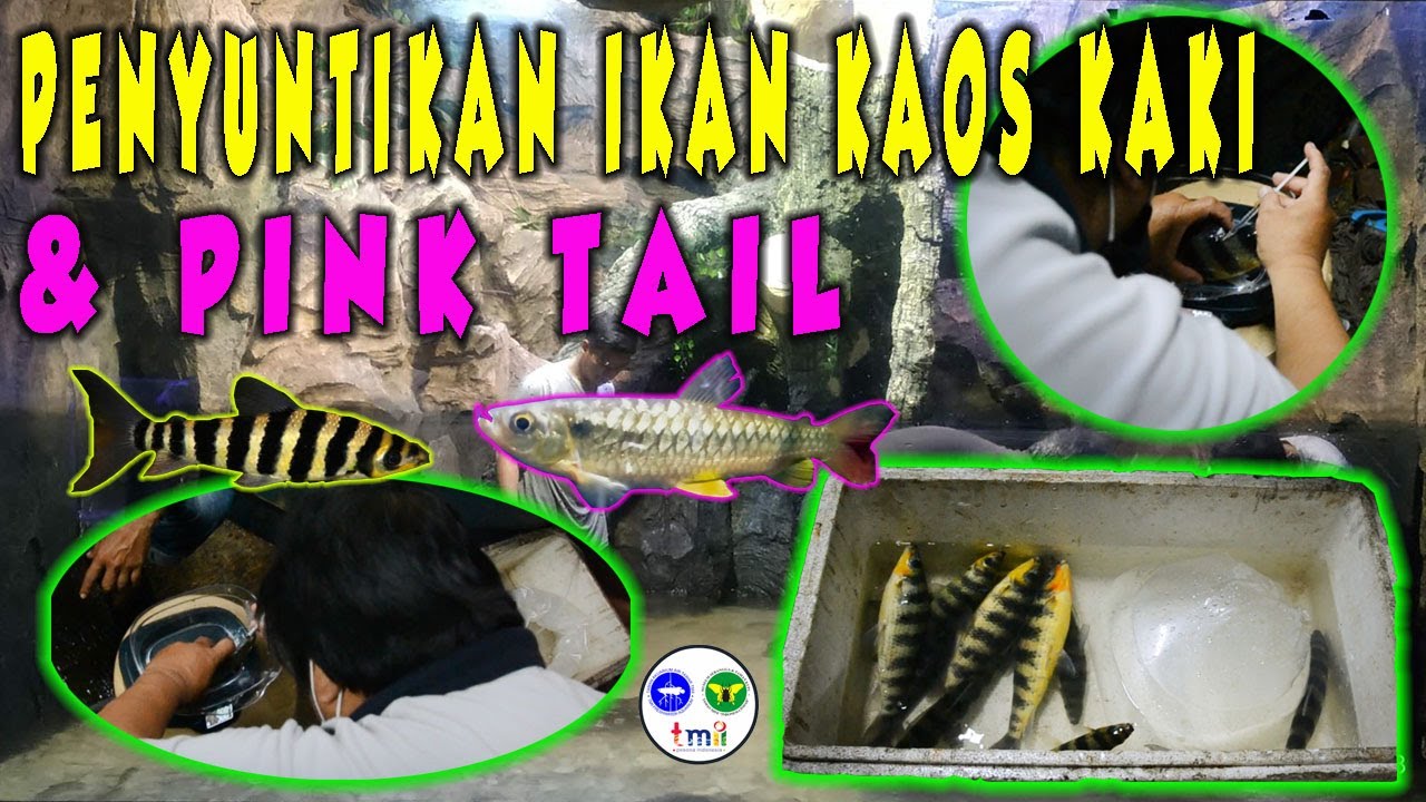 PENYUNTIKAN IKAN KAOS KAKI & PINK TAIL DI DUNIA AIR TAWAR TMII