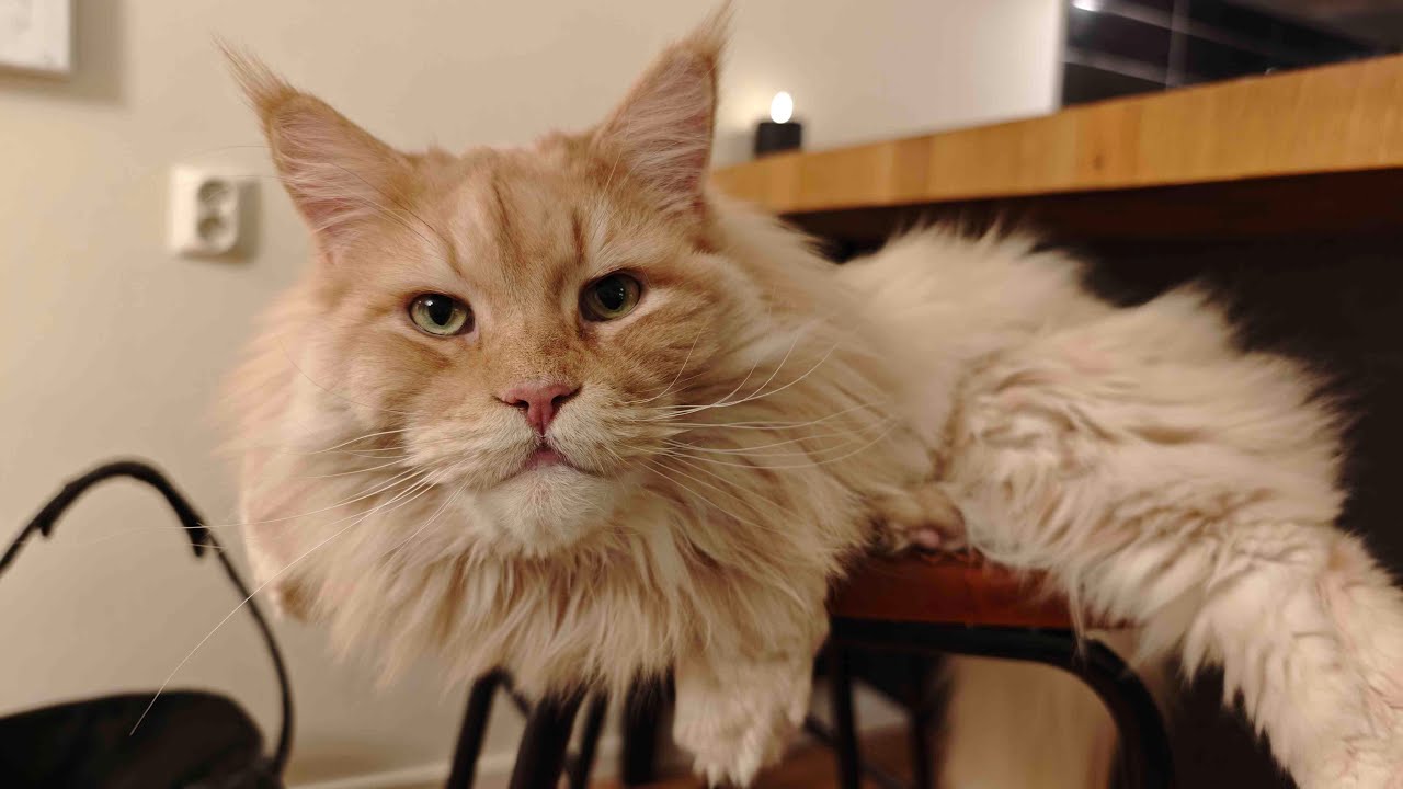 Let's Go For a Walk With Buster - Livestream