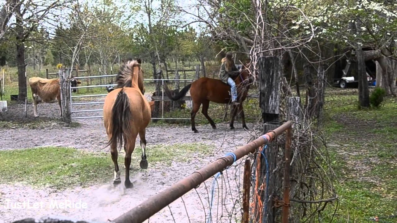 Horse Fails!! Bareback Bucks, falls and fails!