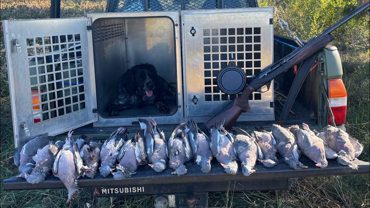 Chasse aux pigeons 2025 en corse @Shotkam @BenelliArmiSpA #corsica #hunting #pigeon 