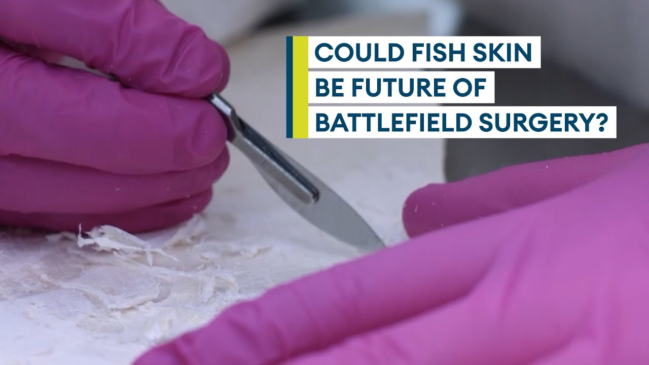 Battlefield surgeon using fish skin to heal combat wounds