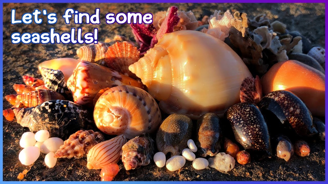 Finding Seashells in the Rock Pools and Wrack Line [Virtual Shelling]