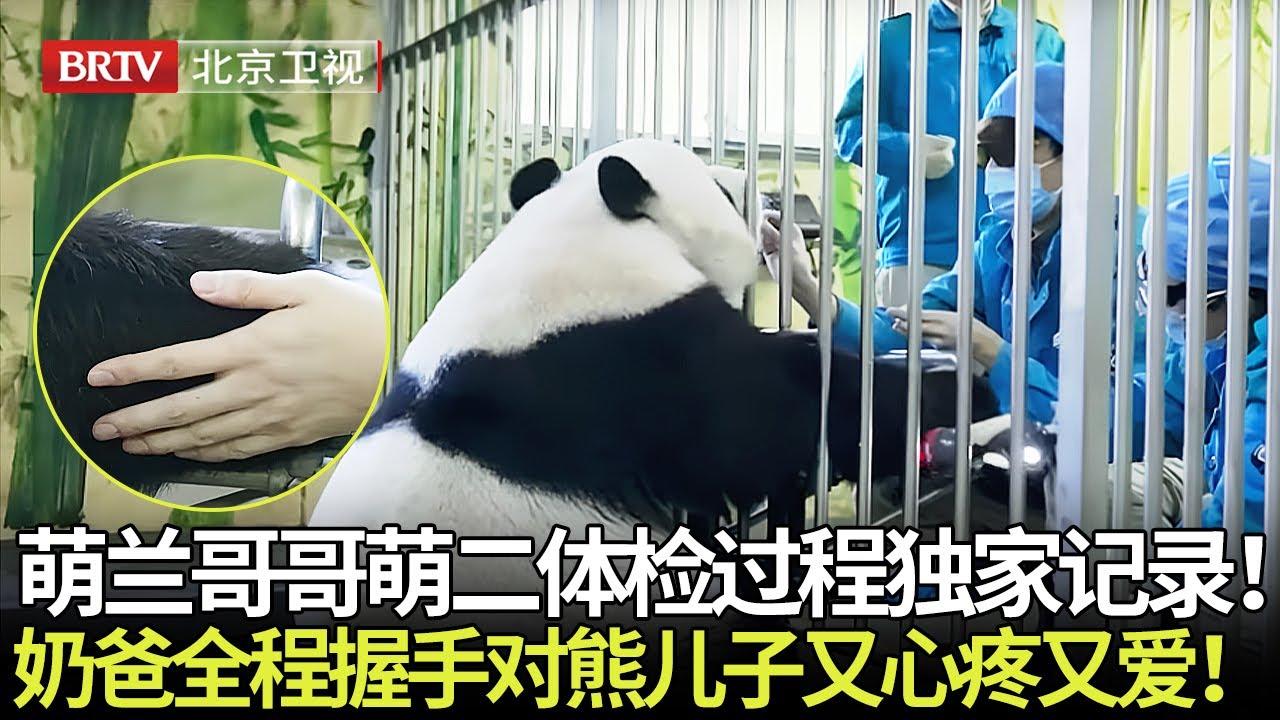 萌兰哥哥萌二体检过程独家记录！全程乖乖配合体检，奶爸全程握手安抚，对熊儿子又心疼又爱！ 【熊猫奇遇记】#熊猫#萌兰#福宝#萌二