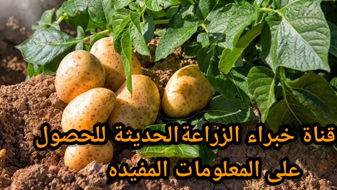 ازي احمي محصول البطاطس الصيفي من اعفان الجذور والدرنات وكمان نزود الانتاج