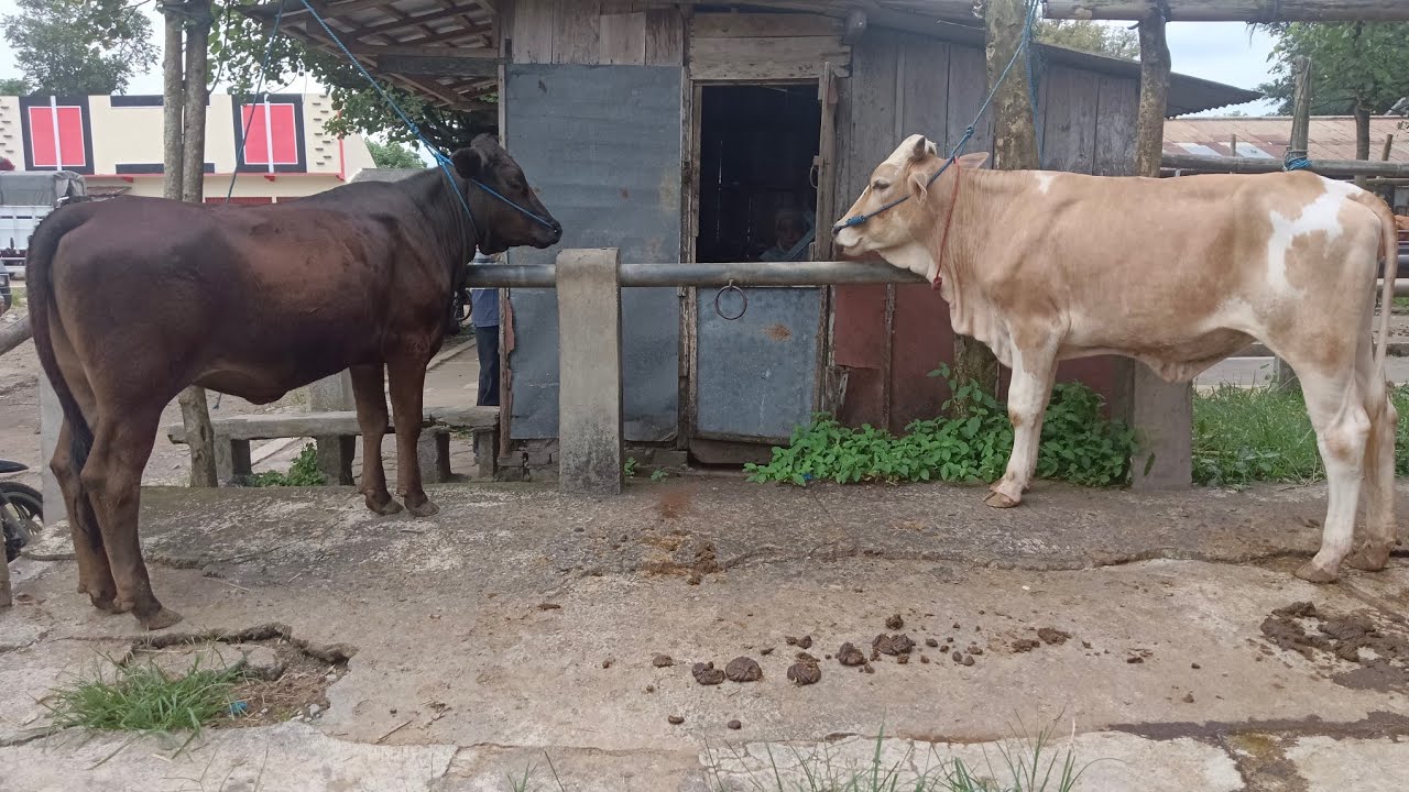 Harga sapi bakalan betina mas luki pasar hewan Muntilan