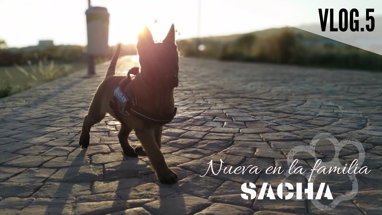 VLOG 5 - Ampliamos familia.... bienvenida SACHA! Pastor Belga Malinois