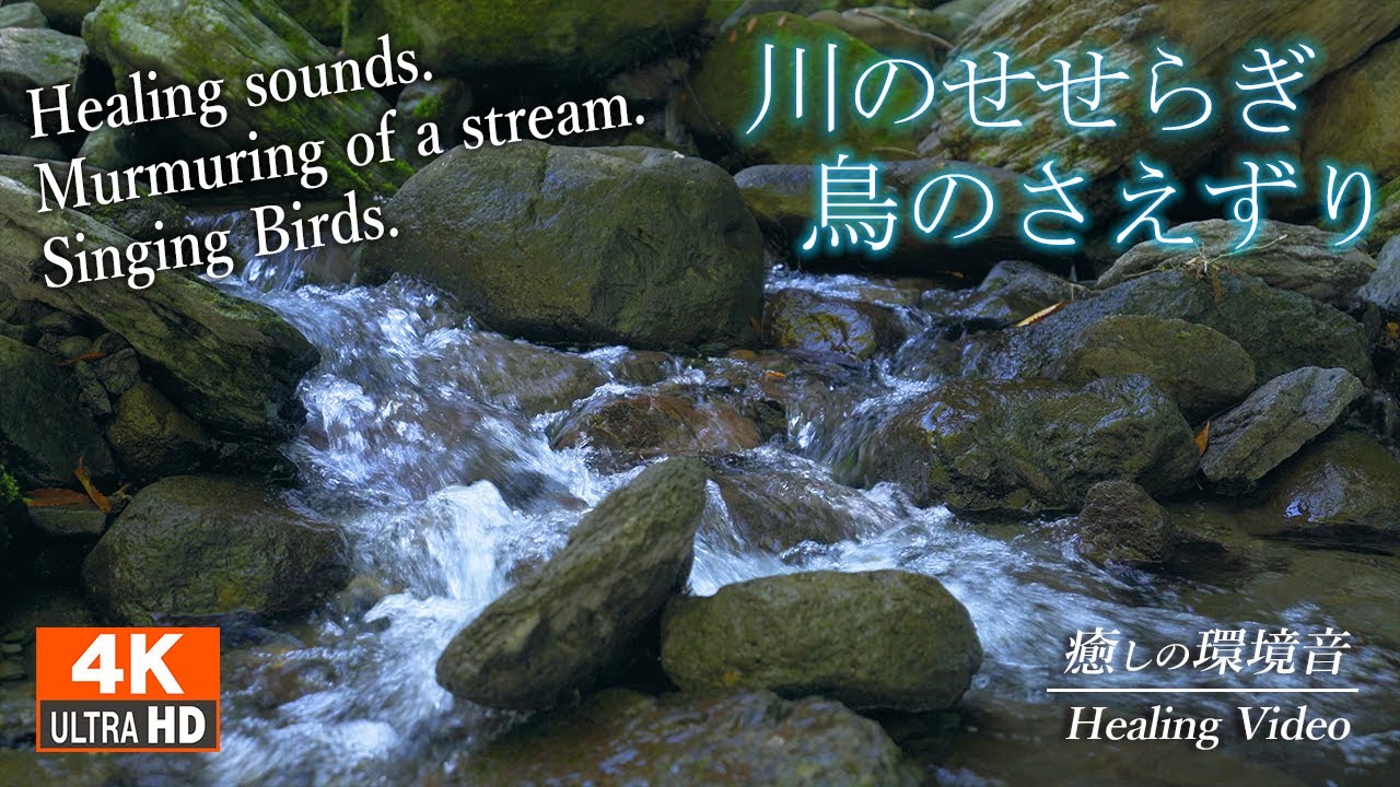 【睡眠用BGM】川のせせらぎと鳥のさえずり 癒し bgm 2時間 / 疲れた心身のリラックス - 睡眠を誘う ホワイトノイズ 4k映像