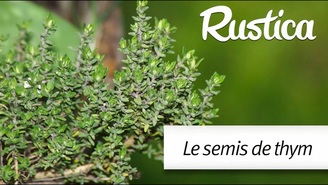 Comment semer le thym