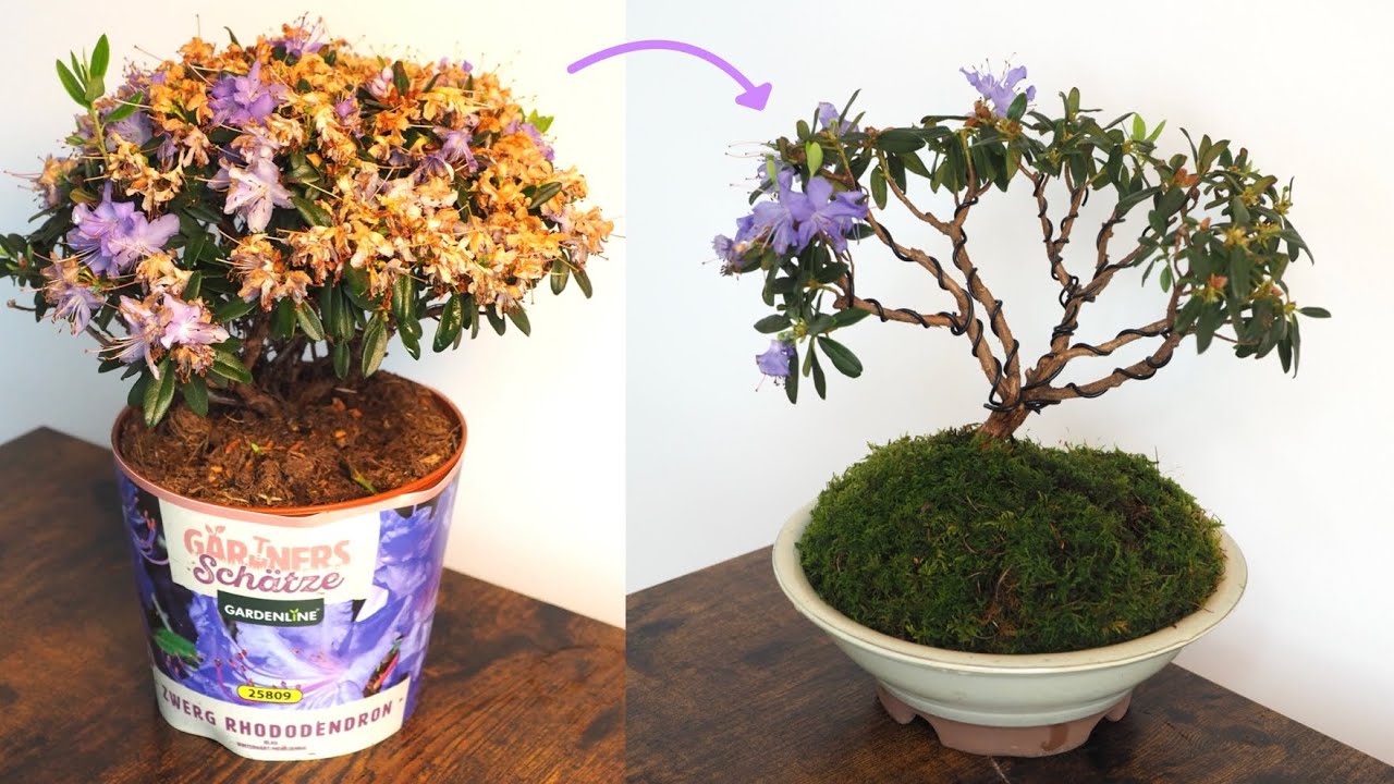 Bonsai Rhododendron Schneiden, Drahten und Umtopfen🌳