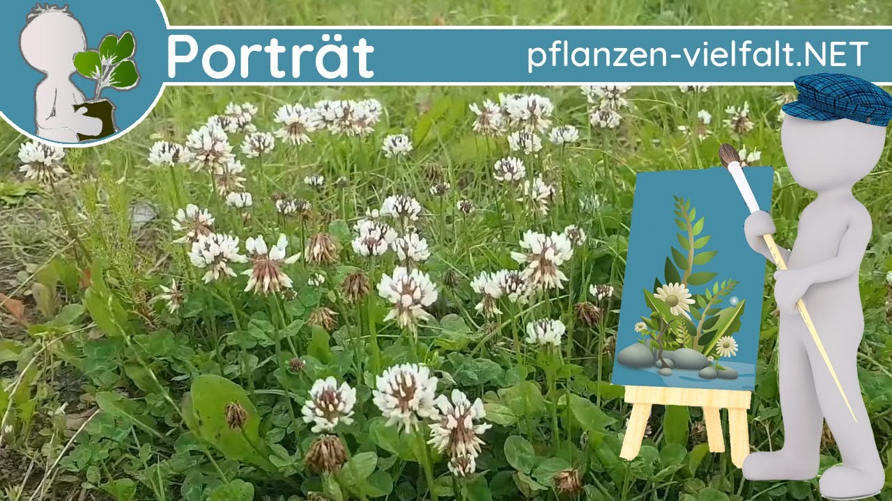 🖼️ Porträt 134 - Weißklee 🍀 (Trifolium repens) - Steckbrief (Essbar)