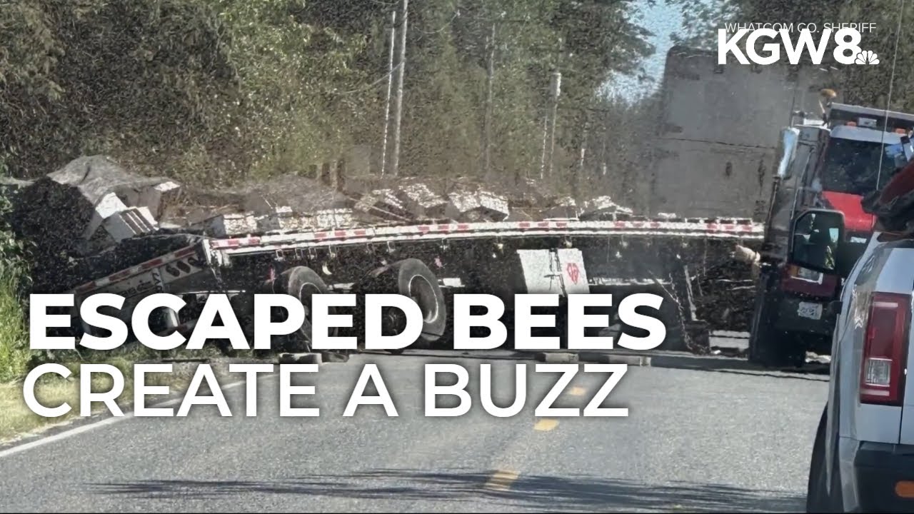 250 million bees unleashed after semitruck overturns near Canadian border in Washington