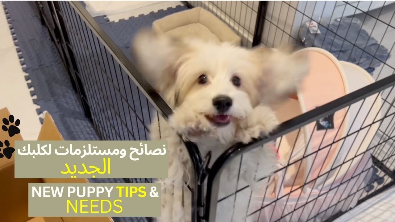كل شي تحتاج تعرفه لكلبك الجديد (مستلزمات + نصائح) 🐶 | All To Know For Your New Puppy