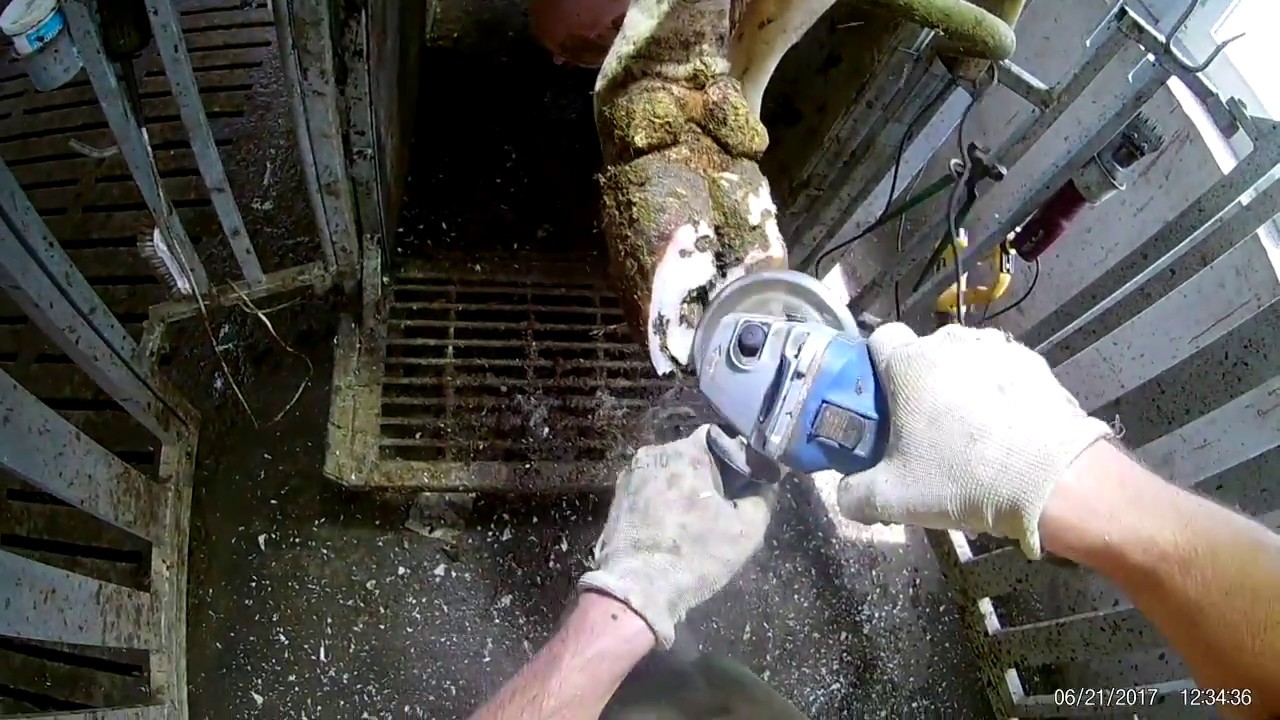 Розчистка ратиць на гідравлічному станку / Hoof trimming on hydraulic hoof chute